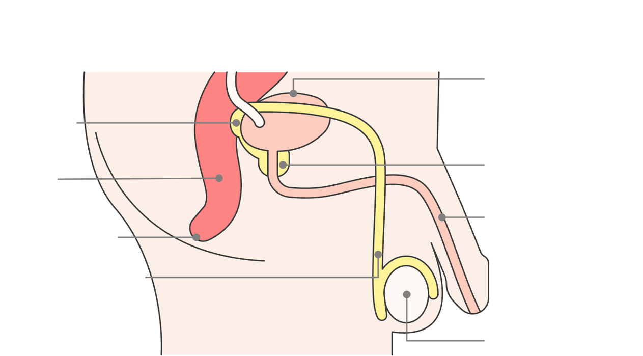 the location of the prostate gland and its structure
